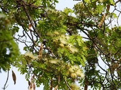 Mimosoideae