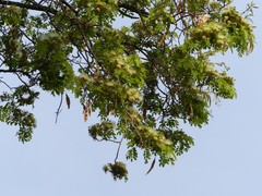 Mimosoideae