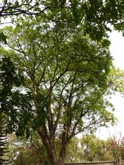 Mimosoideae
