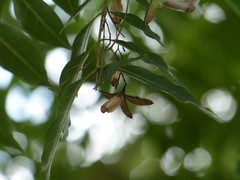 Toona ciliata