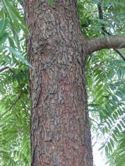 Toona ciliata