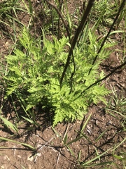 Artemisia afra image