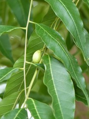 Toona ciliata