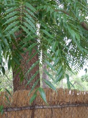 Toona ciliata