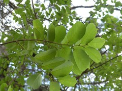 Bridelia micrantha