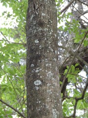 Bridelia micrantha