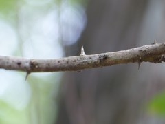 Bridelia micrantha