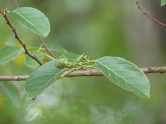 Bridelia micrantha