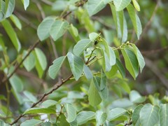 Bridelia micrantha