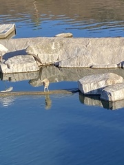 Nycticorax nycticorax