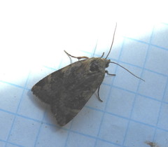 Cryptocala acadiensis