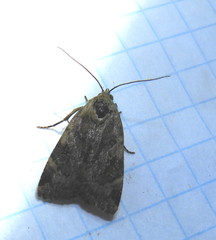 Cryptocala acadiensis