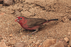 Lagonosticta rufopicta