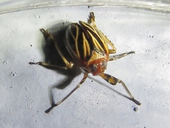 Phylloscelis atra