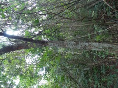 Paubrasilia echinata