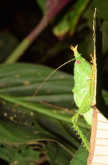 Panacanthus cuspidatus