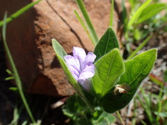 Ruellia patula