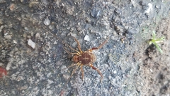 Erginulus subserialis