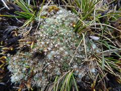 Paepalanthus lodiculoides