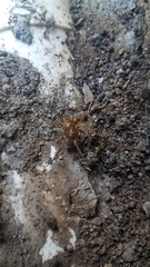 Erginulus subserialis