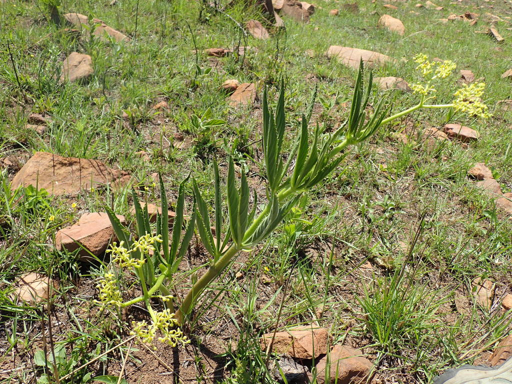 Cyphostemma schlechteri, Eastvaal District Council, South Africa