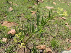 Cyphostemma schlechteri