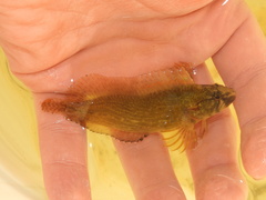 Chasmodes bosquianus