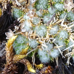 Paepalanthus lodiculoides