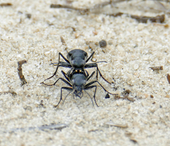 Cicindela nigrior