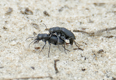 Cicindela nigrior