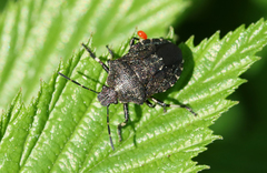 Rhacognathus punctatus