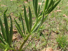 Cyphostemma schlechteri