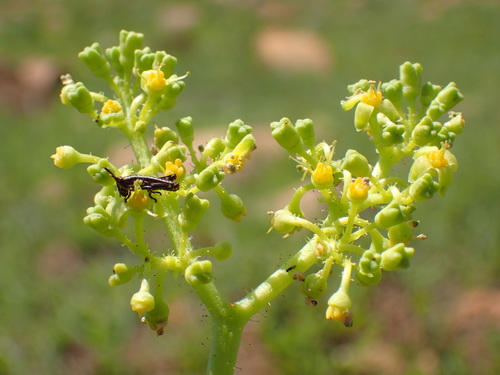 Image of Flat Grape (Cyphostemma schlechteri) by (c) Mahomed Desai, some rights reserved (CC BY)