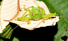 Panacanthus cuspidatus