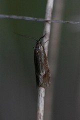 Diurnea lipsiella