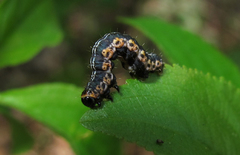 Philereme vetulata