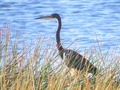 Egretta tricolor image