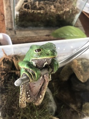 Phyllomedusa tarsius