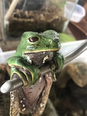 Phyllomedusa tarsius