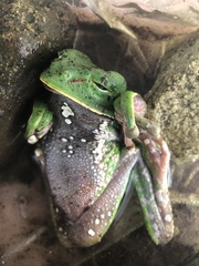 Phyllomedusa tarsius