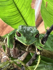 Phyllomedusa tarsius