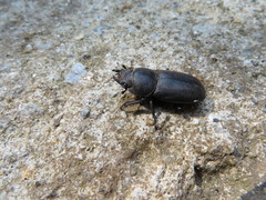 Dorcus parallelipipedus