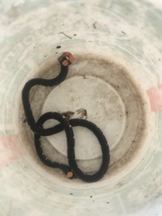 Micrurus narduccii melanotus