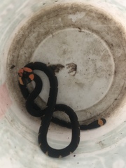 Micrurus narduccii melanotus