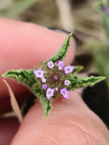 Image of Verbena hispida by (c) Sol Quipildor, some rights reserved (CC BY-SA)