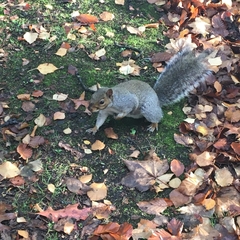 Sciurus carolinensis