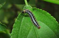Philereme vetulata