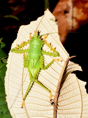 Panacanthus cuspidatus