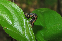 Philereme vetulata