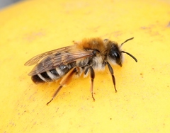 Andrena gravida